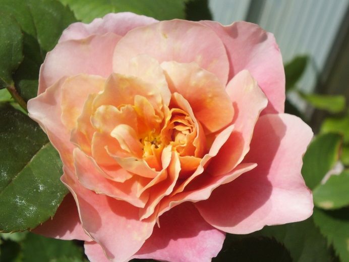  photo distantdrums_zpsf4034660.jpg